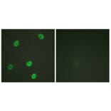 Immunofluorescence - Anti-Histone H4 (acetyl Lys8) Antibody (D0012) - Antibodies.com