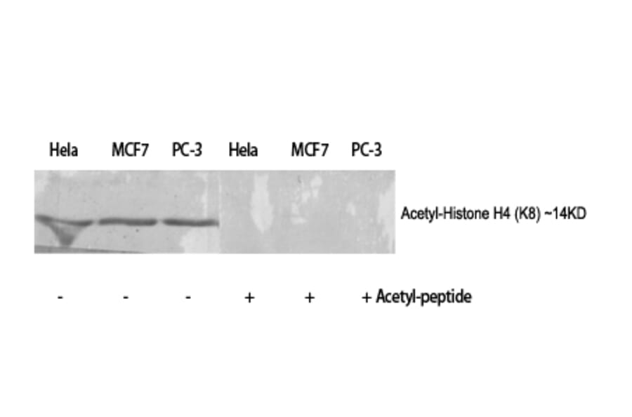 Western Blot - Anti-Histone H4 (acetyl Lys8) Antibody (D0012) - Antibodies.com