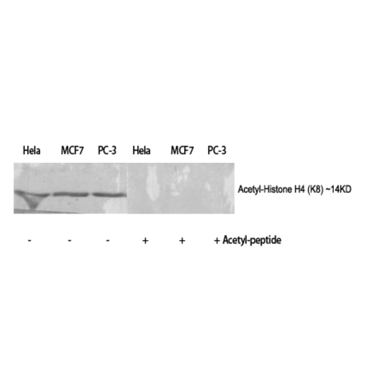 Western Blot - Anti-Histone H4 (acetyl Lys8) Antibody (D0012) - Antibodies.com