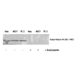 Western Blot - Anti-Histone H4 (acetyl Lys8) Antibody (D0012) - Antibodies.com