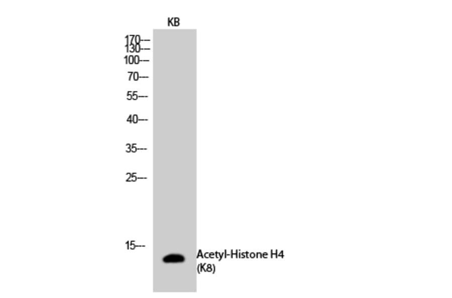 Western Blot - Anti-Histone H4 (acetyl Lys8) Antibody (D0012) - Antibodies.com