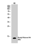 Western Blot - Anti-Histone H4 (acetyl Lys8) Antibody (D0012) - Antibodies.com