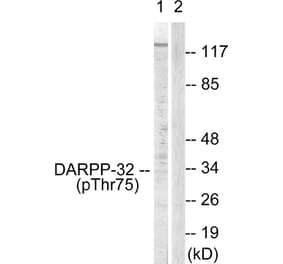 Western Blot - Anti-DARPP-32 (phospho Thr75) Antibody (A0007) - Antibodies.com