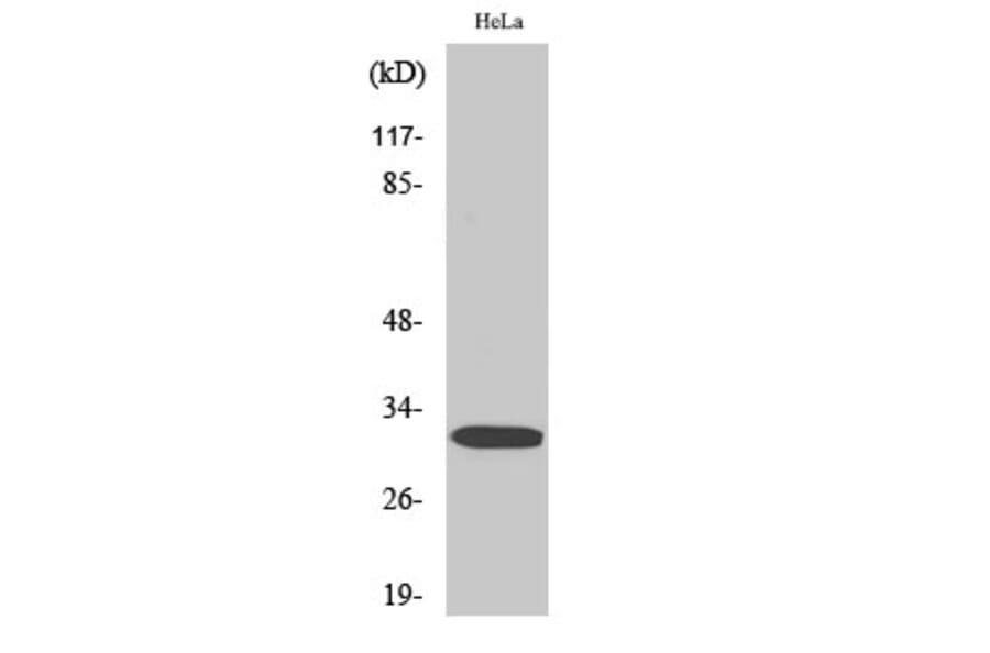 Western Blot - Anti-DARPP-32 (phospho Thr75) Antibody (A0007) - Antibodies.com