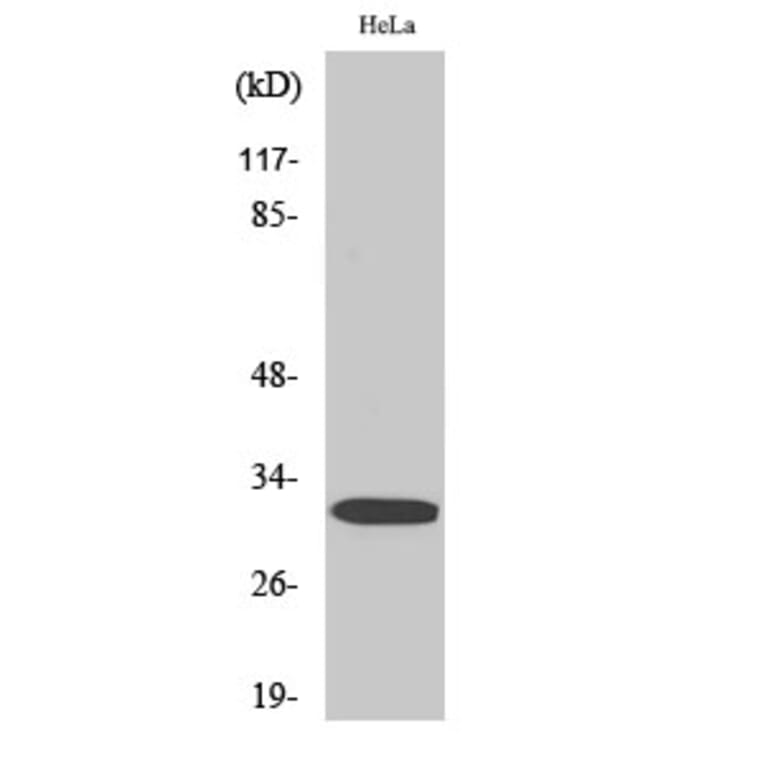 Western Blot - Anti-DARPP-32 (phospho Thr75) Antibody (A0007) - Antibodies.com