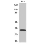 Western Blot - Anti-DARPP-32 (phospho Thr75) Antibody (A0007) - Antibodies.com