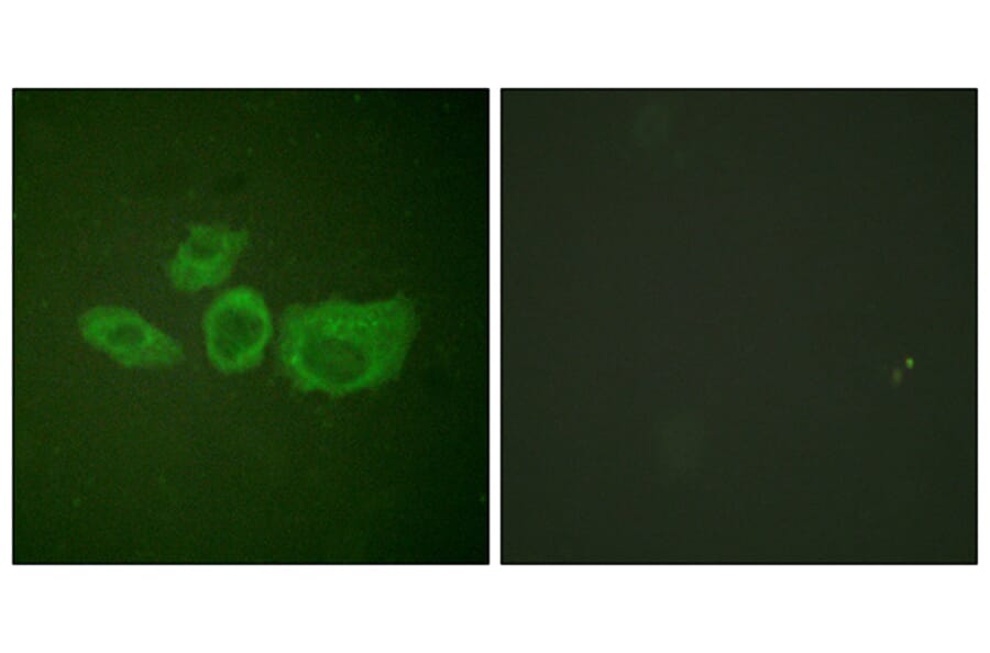 Immunofluorescence - Anti-Tyrosine Hydroxylase Antibody (B0039) - Antibodies.com