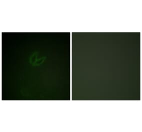 Immunofluorescence - Anti-SYK (phospho Tyr323) Antibody (A0580) - Antibodies.com