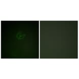 Immunofluorescence - Anti-SYK (phospho Tyr323) Antibody (A0580) - Antibodies.com