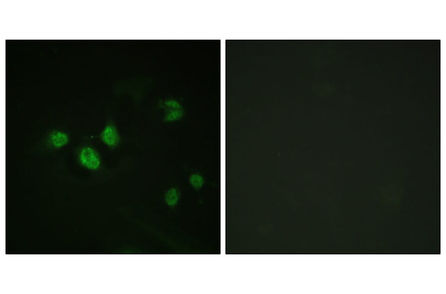 Immunofluorescence - Anti-SP1 (phospho Thr453) Antibody (A0577) - Antibodies.com
