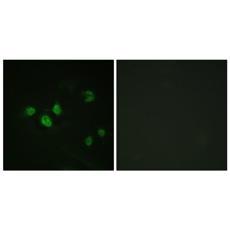 Immunofluorescence - Anti-SP1 (phospho Thr453) Antibody (A0577) - Antibodies.com