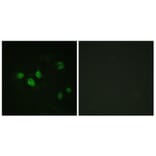 Immunofluorescence - Anti-SP1 (phospho Thr453) Antibody (A0577) - Antibodies.com