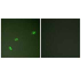 Immunofluorescence - Anti-NPM (phospho Thr199) Antibody (A0694) - Antibodies.com