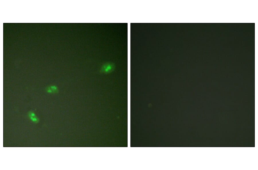 Immunofluorescence - Anti-NPM (phospho Thr199) Antibody (A0694) - Antibodies.com