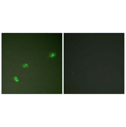 Immunofluorescence - Anti-NPM (phospho Thr199) Antibody (A0694) - Antibodies.com