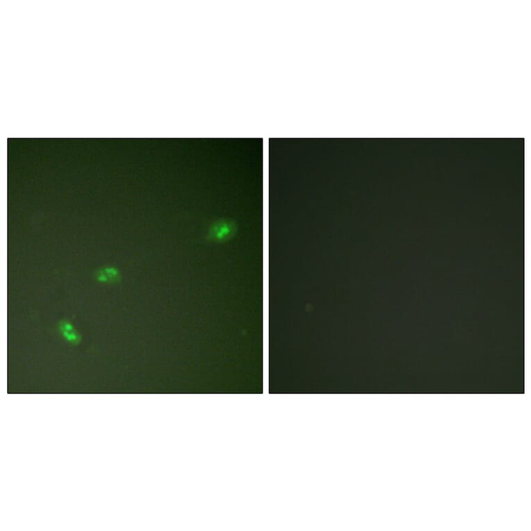 Immunofluorescence - Anti-NPM (phospho Thr199) Antibody (A0694) - Antibodies.com