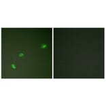 Immunofluorescence - Anti-NPM (phospho Thr199) Antibody (A0694) - Antibodies.com