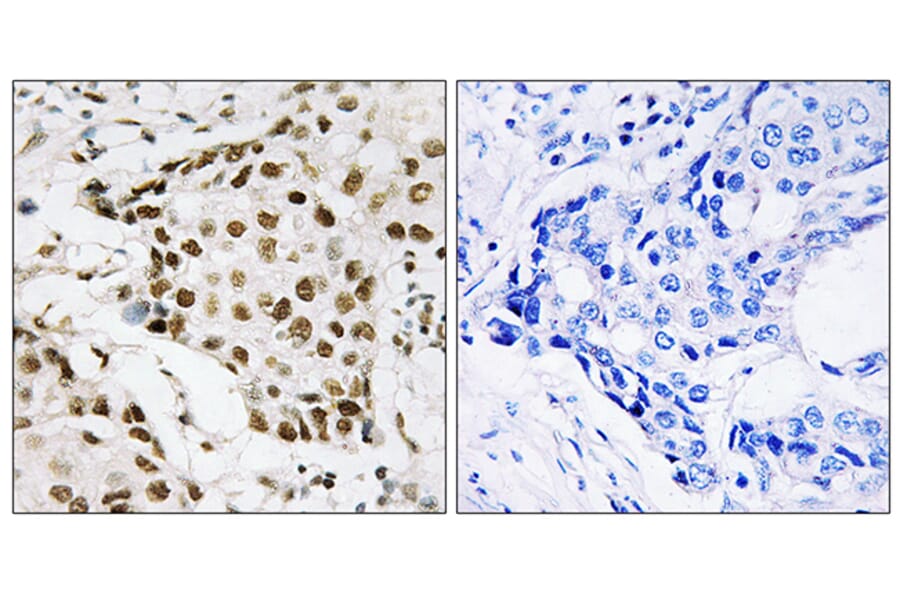 Immunohistochemistry - Anti-NPM (phospho Thr199) Antibody (A0694) - Antibodies.com