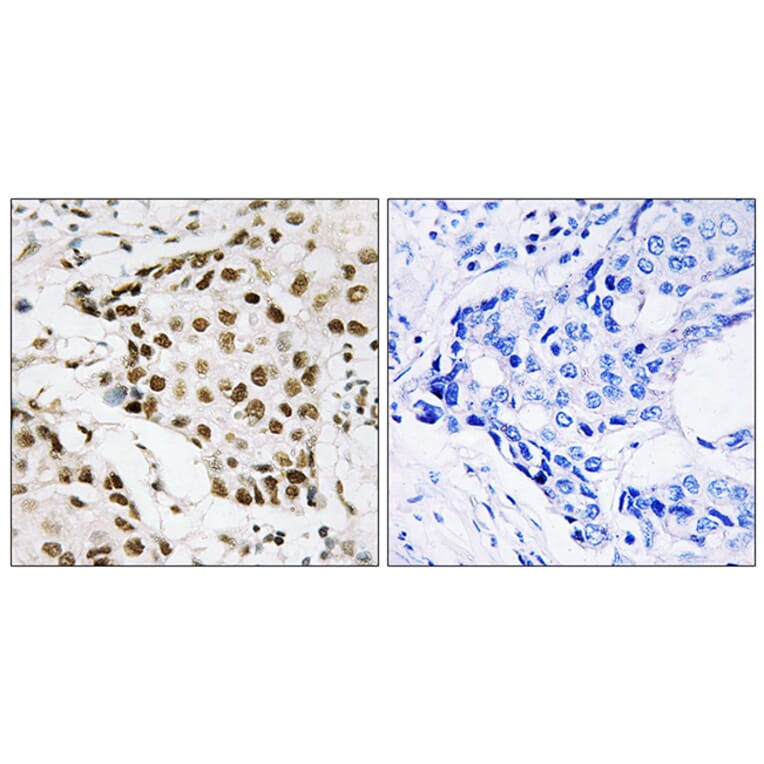Immunohistochemistry - Anti-NPM (phospho Thr199) Antibody (A0694) - Antibodies.com