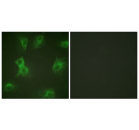 Immunofluorescence - Anti-HRS (phospho Tyr334) Antibody (A1044) - Antibodies.com