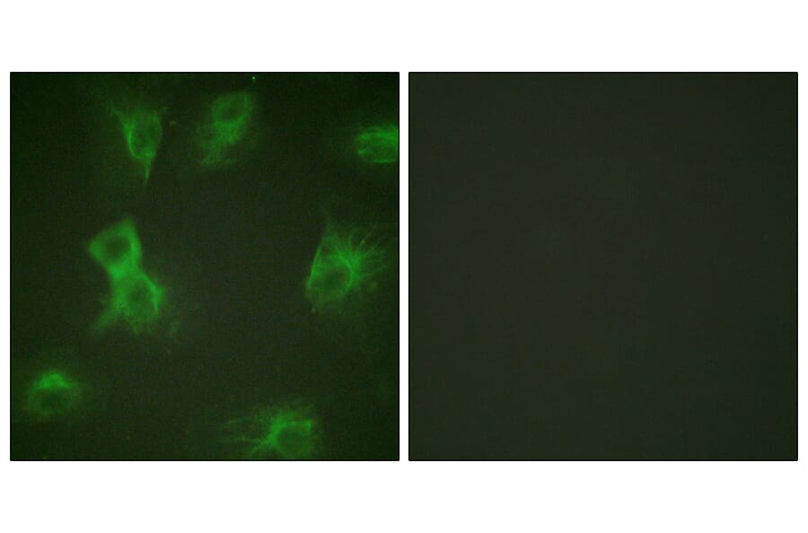 Immunofluorescence - Anti-HRS (phospho Tyr334) Antibody (A1044) - Antibodies.com