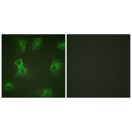 Immunofluorescence - Anti-HRS (phospho Tyr334) Antibody (A1044) - Antibodies.com