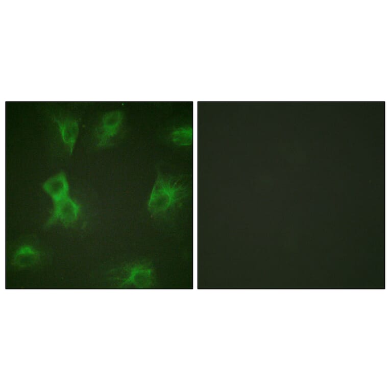 Immunofluorescence - Anti-HRS (phospho Tyr334) Antibody (A1044) - Antibodies.com