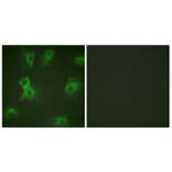 Immunofluorescence - Anti-HRS (phospho Tyr334) Antibody (A1044) - Antibodies.com