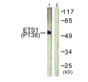 Western Blot - Anti-ETS1 (phospho Thr38) Antibody (A0478) - Antibodies.com