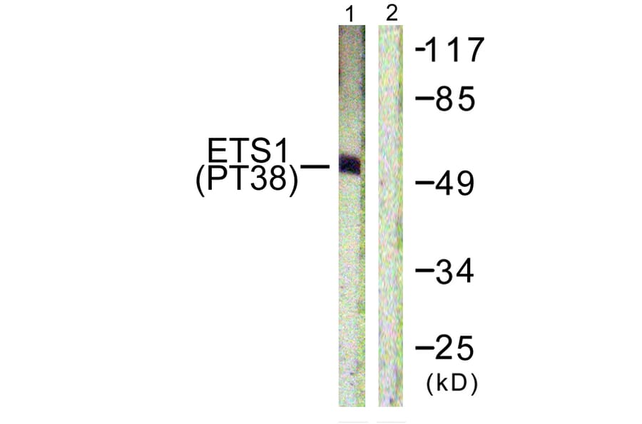 Western Blot - Anti-ETS1 (phospho Thr38) Antibody (A0478) - Antibodies.com