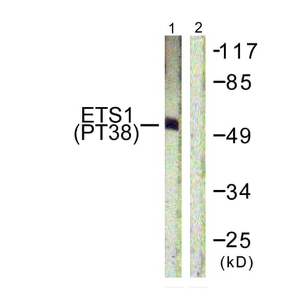 Western Blot - Anti-ETS1 (phospho Thr38) Antibody (A0478) - Antibodies.com