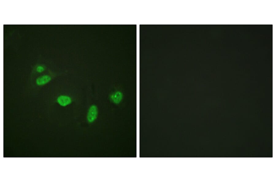Immunofluorescence - Anti-ETS1 (phospho Thr38) Antibody (A0478) - Antibodies.com