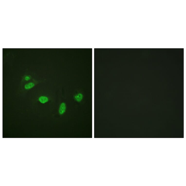 Immunofluorescence - Anti-ETS1 (phospho Thr38) Antibody (A0478) - Antibodies.com