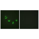 Immunofluorescence - Anti-ETS1 (phospho Thr38) Antibody (A0478) - Antibodies.com