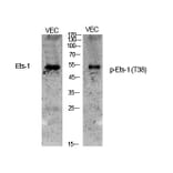 Western Blot - Anti-ETS1 (phospho Thr38) Antibody (A0478) - Antibodies.com