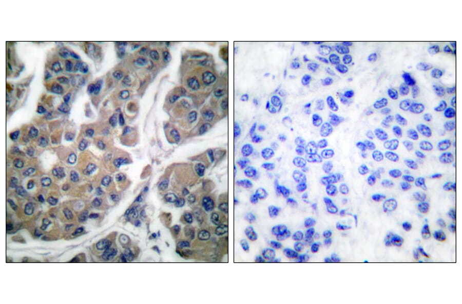 Immunohistochemistry - Anti-eEF2 (phospho Thr56) Antibody (A0070) - Antibodies.com