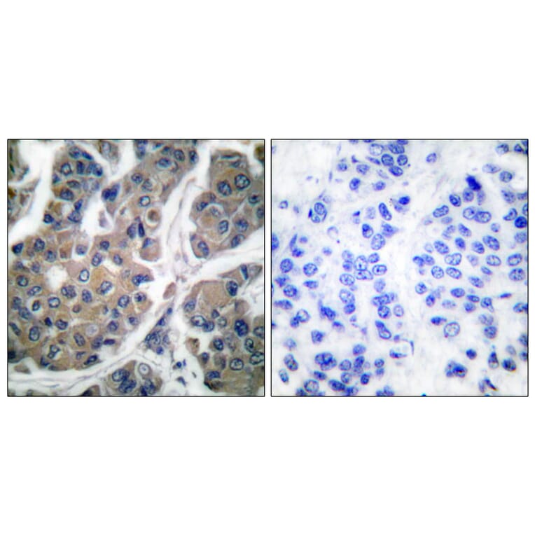Immunohistochemistry - Anti-eEF2 (phospho Thr56) Antibody (A0070) - Antibodies.com