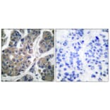 Immunohistochemistry - Anti-eEF2 (phospho Thr56) Antibody (A0070) - Antibodies.com