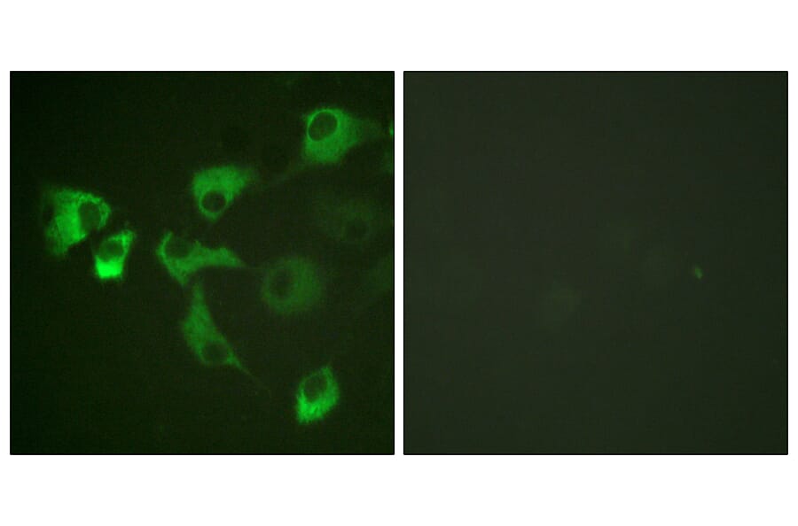 Immunofluorescence - Anti-eEF2 (phospho Thr56) Antibody (A0070) - Antibodies.com