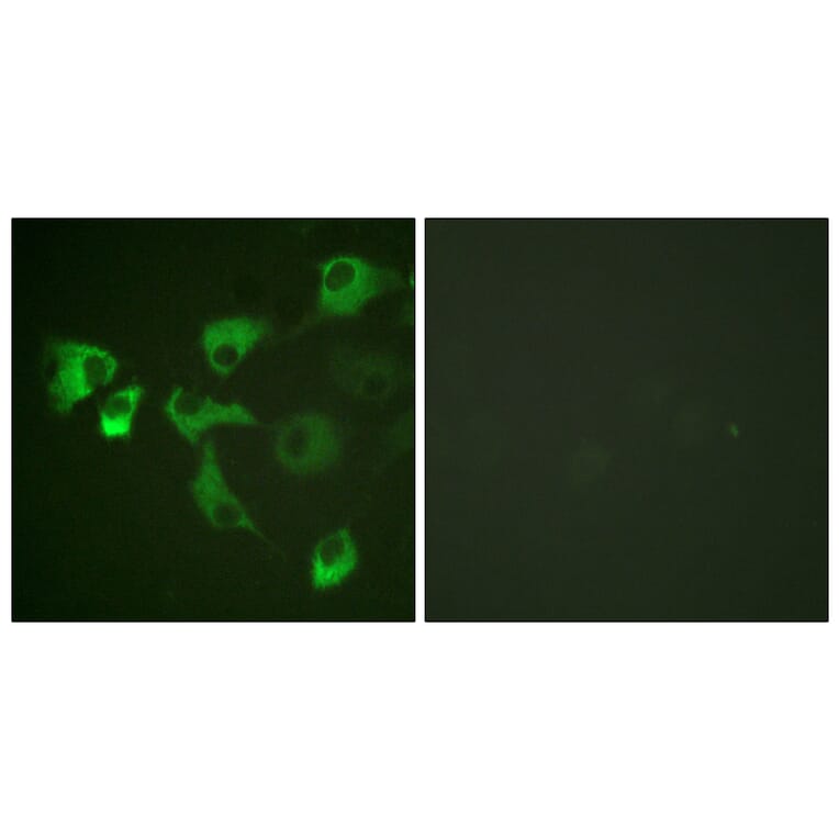 Immunofluorescence - Anti-eEF2 (phospho Thr56) Antibody (A0070) - Antibodies.com