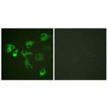 Immunofluorescence - Anti-eEF2 (phospho Thr56) Antibody (A0070) - Antibodies.com