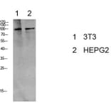Western Blot - Anti-eEF2 (phospho Thr56) Antibody (A0070) - Antibodies.com