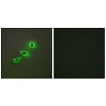 Immunofluorescence - Anti-Cytochrome P450 19A1 Antibody (C12248) - Antibodies.com