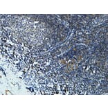 Immunohistochemistry - Anti-Cytochrome P450 19A1 Antibody (C12248) - Antibodies.com