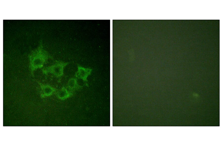 Immunofluorescence - Anti-COT (phospho Thr290) Antibody (A0064) - Antibodies.com