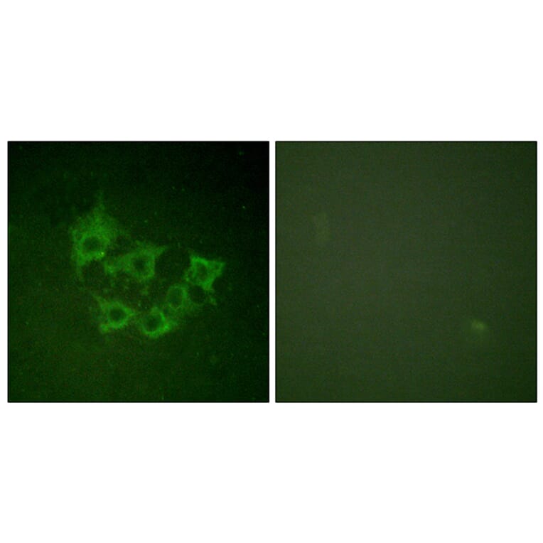 Immunofluorescence - Anti-COT (phospho Thr290) Antibody (A0064) - Antibodies.com
