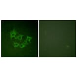 Immunofluorescence - Anti-COT (phospho Thr290) Antibody (A0064) - Antibodies.com