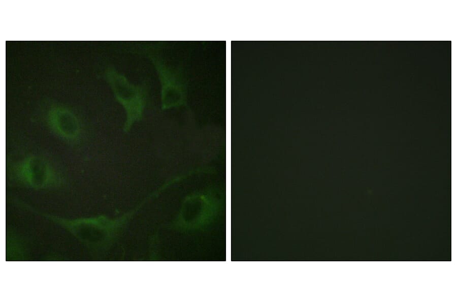 Immunofluorescence - Anti-CBL (phospho Tyr774) Antibody (A0464) - Antibodies.com
