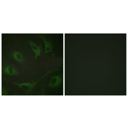 Immunofluorescence - Anti-CBL (phospho Tyr774) Antibody (A0464) - Antibodies.com