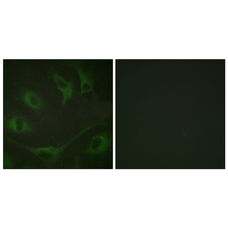 Immunofluorescence - Anti-CBL (phospho Tyr774) Antibody (A0464) - Antibodies.com